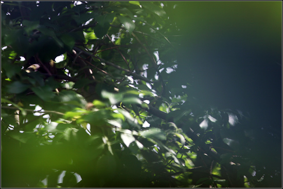 roheline360.jpg