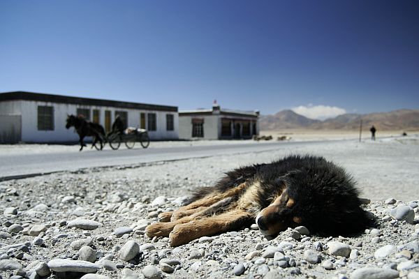 20-03tibet08.jpg